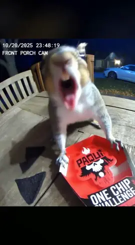 Squirrel tries the hottest chip 🥵😱  #fyp #viral #funny #animal #spicy 