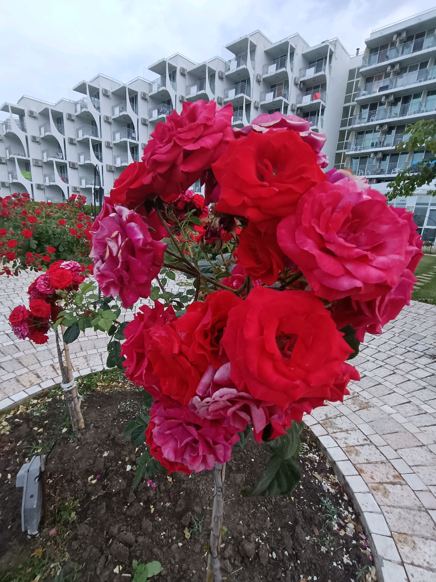 Rose garden in Albena, Bulgaria. #travel #rose#trip #троянди  #подорожі 