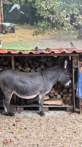 Depuis que son frère est mort, Quadrille se sent très seul est triste.. il passe son temps à nous appeler et même quand il pleut il préfère rester proche de la maison (de nous) plutôt que d’aller s’abriter dans sa cabane … j’ai le cœur en miette 💔💔💔🥺🥺🥺#ane #triste #loveyou 