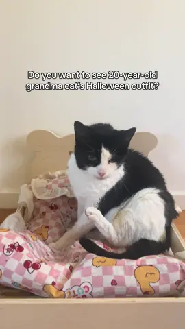 This is my 20-year-old grandma cat’s Halloween outfit ❤️ #halloween2025  #catlover #fyp #cat #cutecat 