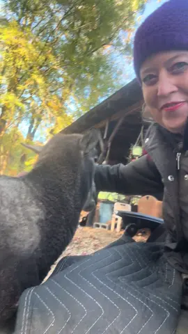 #sheep #farm #burr #itchy #brushme 