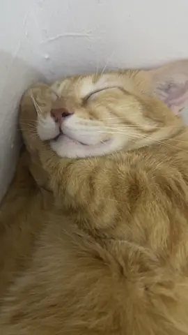 Hahah more cats 😂🤣 #cats 