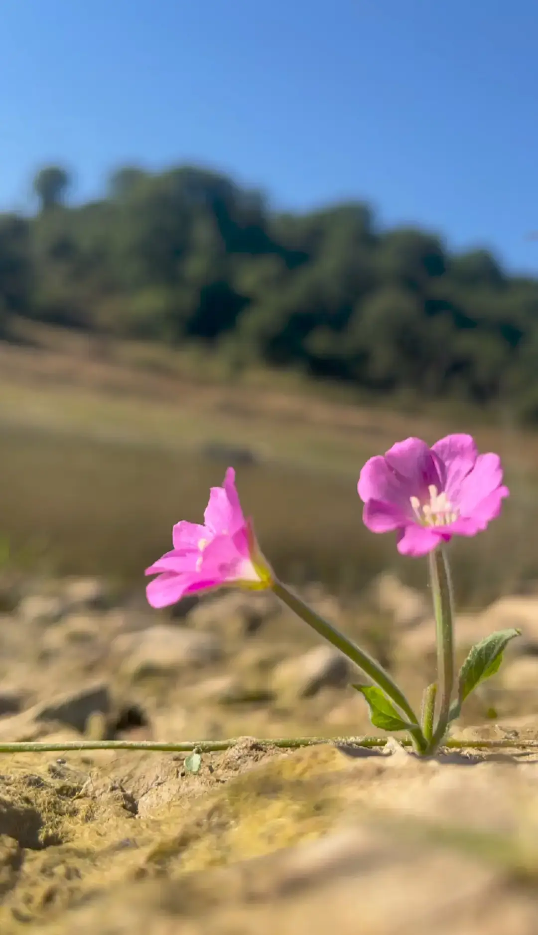 Jiyan xweşe lê em westiyane #Kulik u #kewok  ##keşfet #guzel #çiçekler      