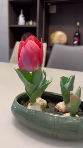 Cũng trồng tulip mà nó lạ lắm 🤣 #tulips #tulip 