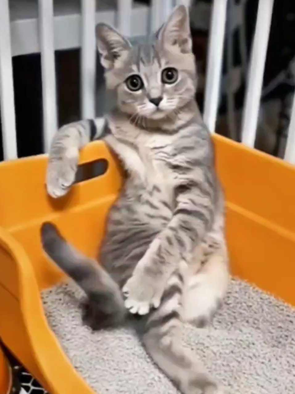 🤣Funny Animals 2025🤣Funny Cats and Dogs Video🐱🐶 part-56 #funnyanimalvideos #funnyanimals #funnyvideos 