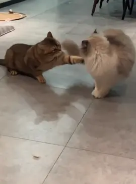 Paws Throwin’ Punches! Feline Fury with WWE Style 😼🥊 #catsoftiktok #funnycats #catvideos #catcomedy