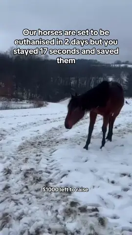 Our horses are set to be euthanised in 2 days but you stayed 17 seconds and saved them. #HorsePlus #ADOPTED #DynamicDuo #Endanimalabues #EndBigLick #JusticeForTWH 