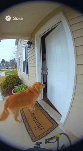 #dog #dogwater #waterblast #funny #ringdoorbell