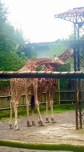 #funny#zoo#giraffe#pistoiaitaly🇮🇹 