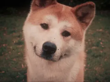 Він не повернеться(: #едіт #хатіко #hachiko 