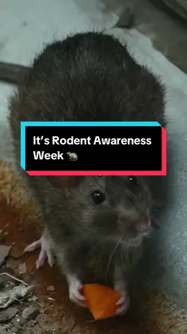 It’s Rodent Awareness Week! Stay tuned for more rodent information and prevention tips throughout this week. #RodentAwarenessWeek #Rodents 