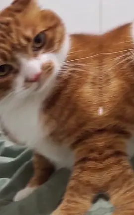 #Love saar🫶❤️😭#Raneyy😍 #jawi_bila🌊❤️🌴 #xalomoss💗🌷 #ovvvv😻😍👸🏾 #Raneyy😍 #jawi_bila🌊❤️🌴 #jawi_bila🌊❤️🌴 #jawi_bila🌊❤️🌴 #Raneyy😍 #Raneyy😍 #jawi_bila🌊❤️🌴 #Raneyy😍 ##jawi_bila🌊❤️🌴 #Raneyy😍 #Raneyy😍 #ovvvv😻😍👸🏾 