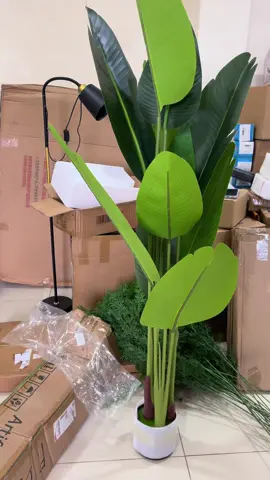 Available now 160cm plant: ¢390 105cm grass: ¢30 per stem WhatsApp: 0530513135 #artificialplant #homedecor #ghanatiktok #tradeshareghana 