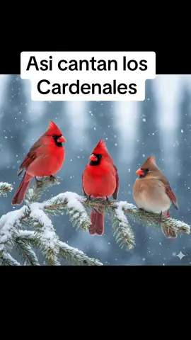 Asi cantan los cardenales #humor #funnyvideos #meme #cardenales #birds 