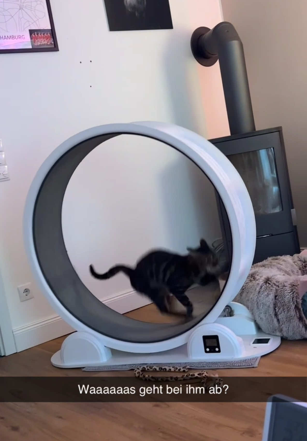 Vorfreude aufs feiern 😂😂 - #catsoftiktok #catlover #fyp #laughing #cattok 