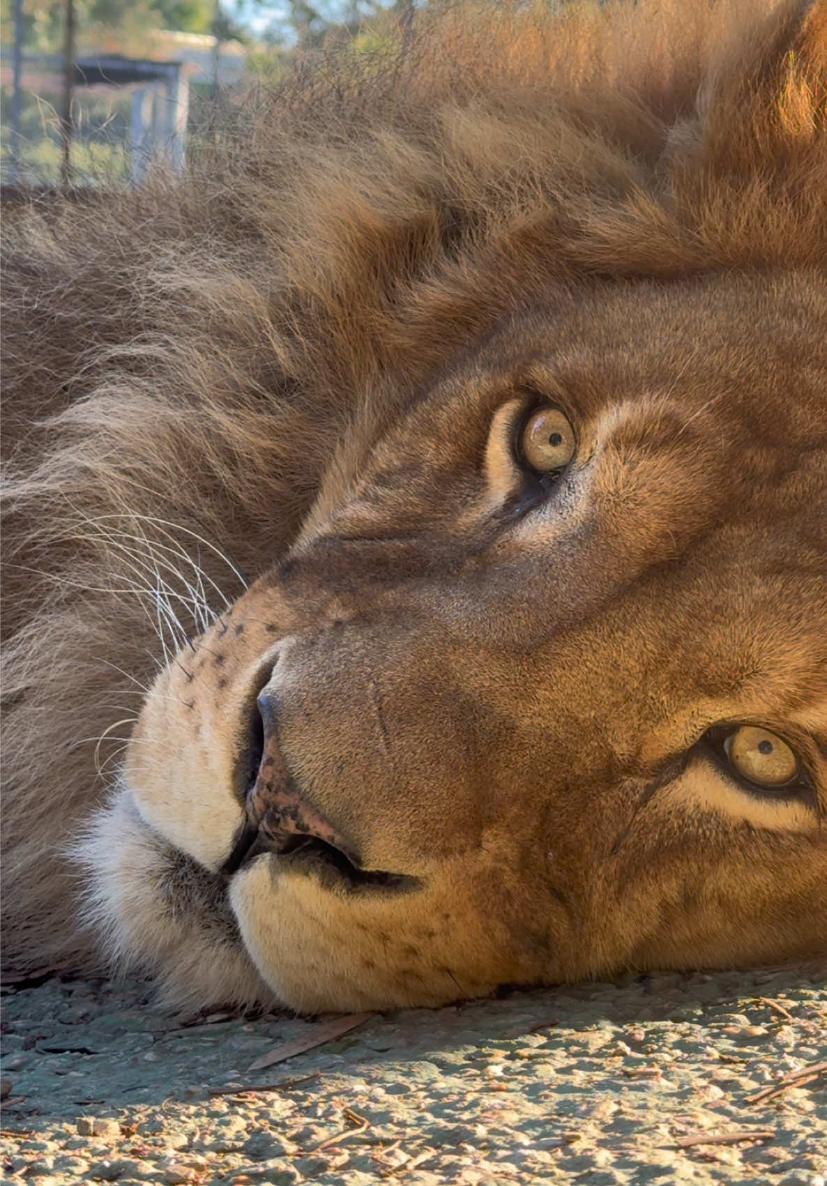 👑 Hoy estuve un buen rato sentado junto a Donald…❤️ #lion #leon #viajes #animal 