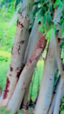 Shani 🖤🥀💔🔥 DJ ka 💔🔥🥀🖤❤️‍🩹 karyalay 💔🔥🥀🖤 jindagi Nahin milegi