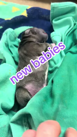 ✨ Our mama had an emergency C-section yesterday — and we’re so thankful everything went smoothly. Both mom and her babies are doing amazing! 🐾💖 We can’t wait to share their journey as they grow — you’ll fall in love with them just like we have. Follow along to watch these little ones thrive!                                                             Big, thank you to our vet and staff🙏 #americanbully #fyp #csection #puppies 