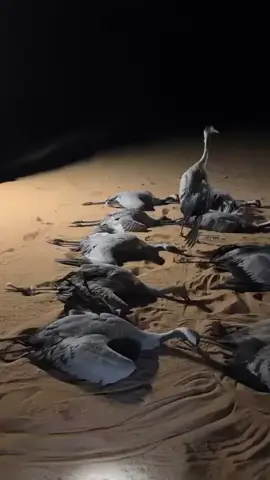 #لايك #لايك__explore___متابعة🧸🔥 #fypシ #fyp #fypシ゚viral🖤tiktok☆♡🦋myvideo 