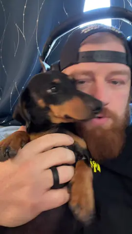 Polyamorous Weenie Dog edition #breakingbenjamin #weeniedog #socute 