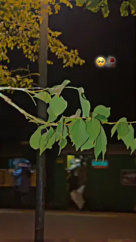 @broken_shami🥀   🥀🥺#fyrシ #🥀💔😔 