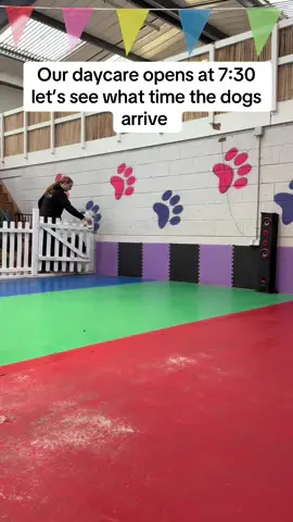 Meet Mondays daycare dogs 🥰 who was your favorite? #uk #dogtok #doggydaycare #fyp 