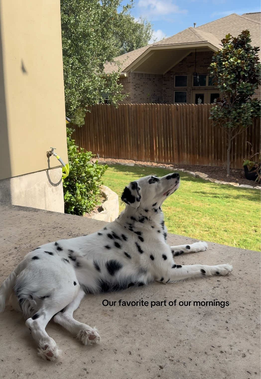 It’s the little things. #fyp #dalmatian #longcoatdalmatian 