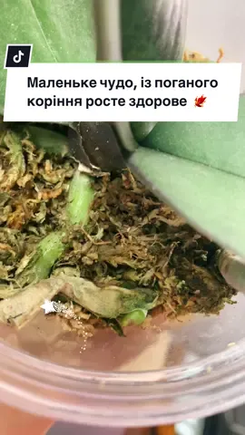 Як з поганого коріння у орхідеї виростає здорове ☺️🔥 #коріння #орхідеїдогляд #орхідеяфаленопсис #реанімаціяорхідеї #данаорхідс 