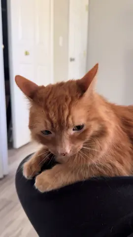 Told him his claws hurt my leg when he makes biscuits and he looked so sad 😭