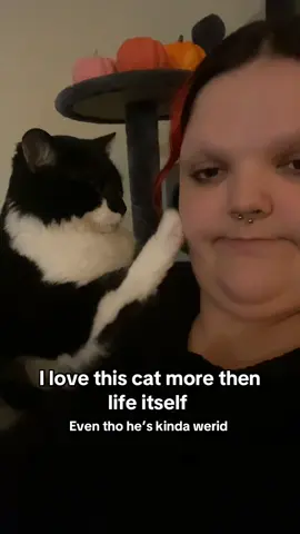 More Curtis posts cause I love him #fyp #cat #curtis #cultofcurtis #sillykitty 