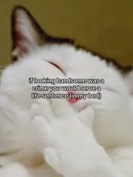 relatable? #fyp #cattok #relatable #rizz #joke 