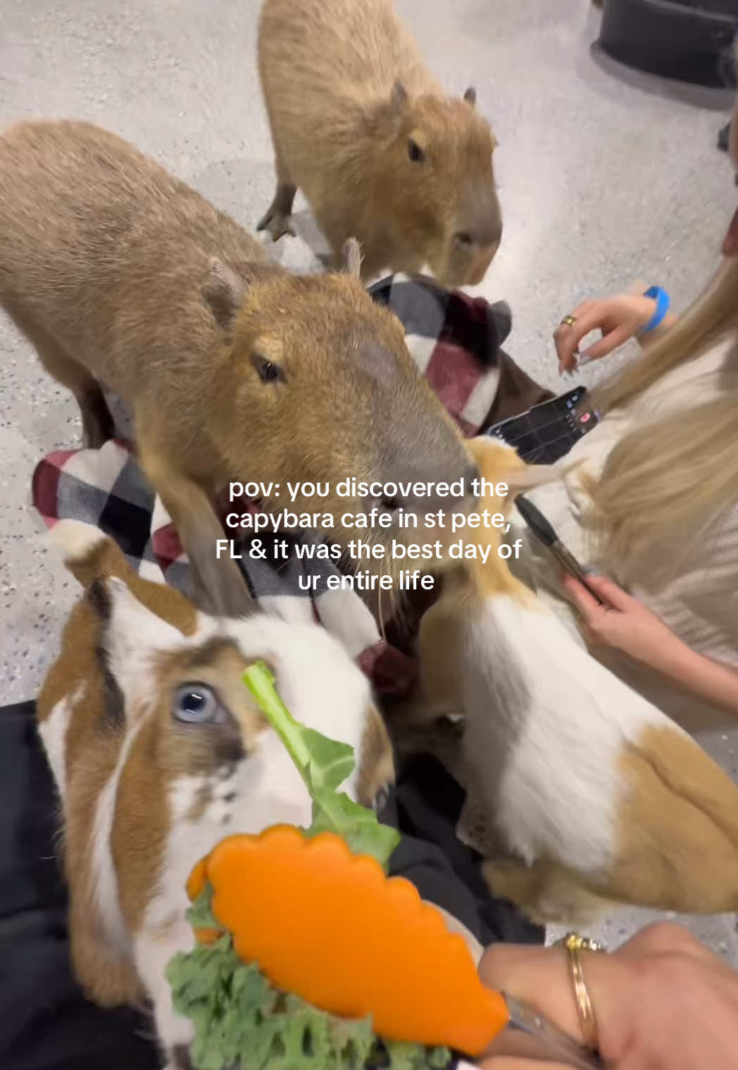 well best 30 mins of my life but still (plus the profits go toward the animals & other non profit rescue organizations)  😍 @Capybara Cafe 