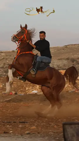 #ال_زين_الدين #اصايل_الباشا👌 #الباشا_الرقم_الاصعب👌 #الباشا_الرقم_الاصعب👌 #شي_عجيب🧿🧿🧿 