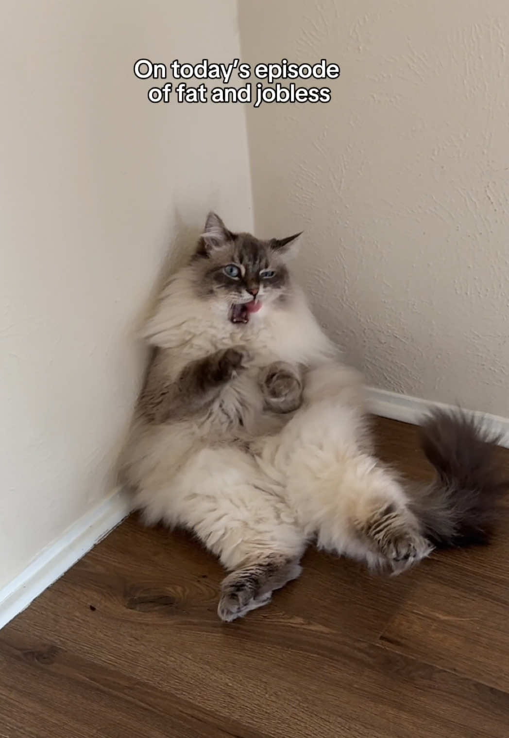 He was called chonky at his last vet appointment 😔 #fyp #viral #siberiancat #cat #foryou 
