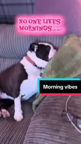 #bulldoglife #lovemydog #dogtok #sleep 