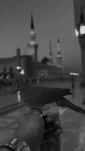 خذلان الناس لك رحمة #يارب❤️  #صلوات_الله_عليك_يا_حبيبي_يا_رسول_الله  #اللهم_صل_وسلم_على_نبينا_محمد 