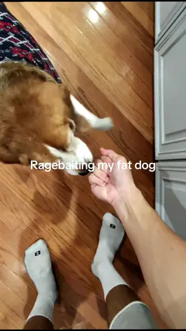 Bro got trust issues now 🤕 #dog #funny #viral 