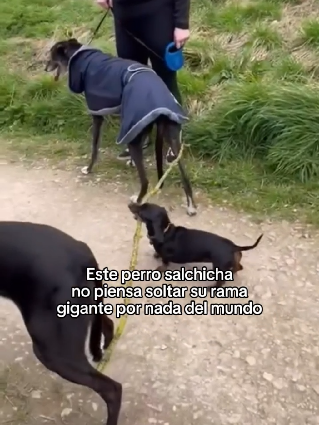 Los animales son tan puros #wholesome #animals #animales #mascotas #fyp 