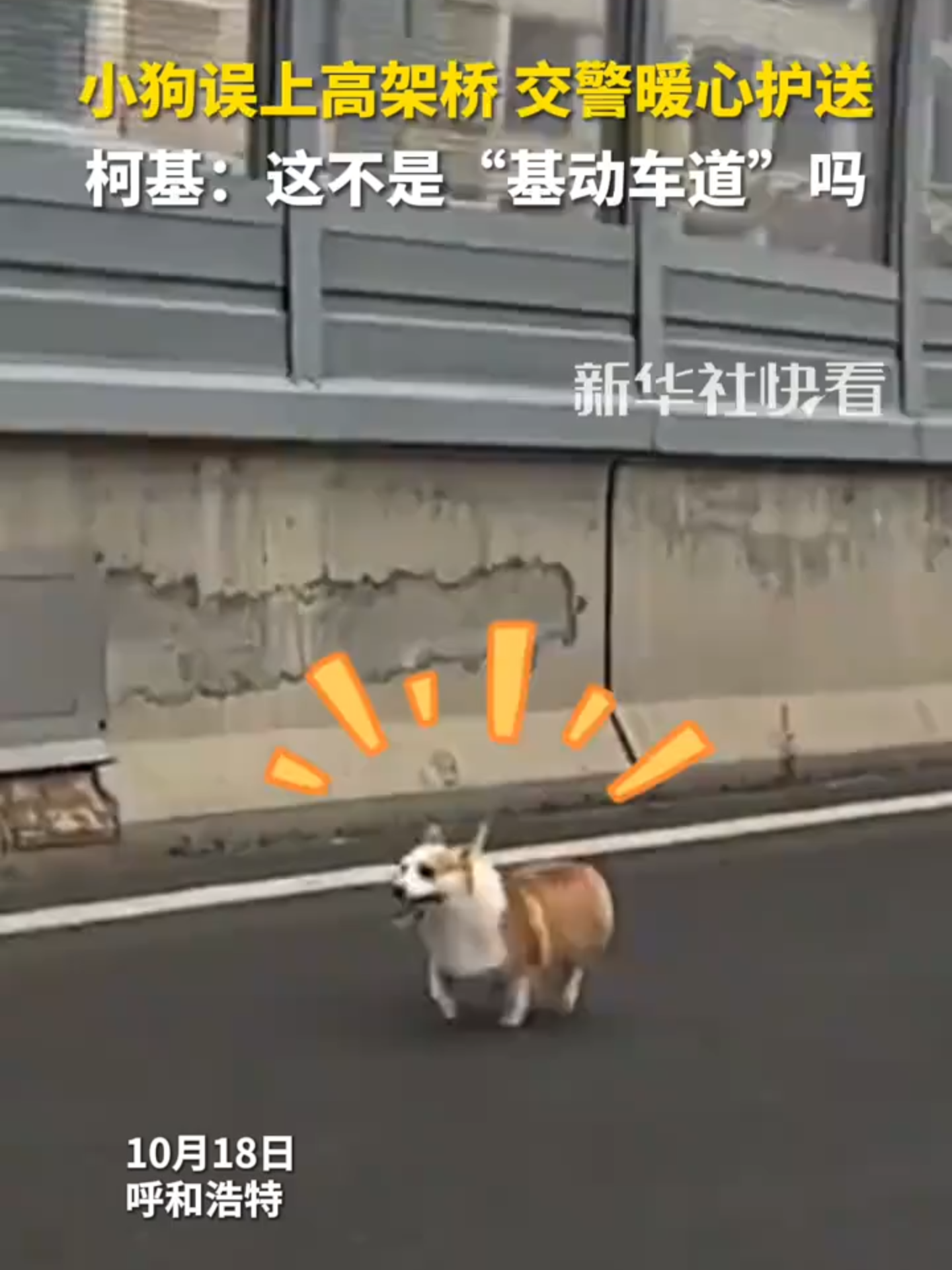 Un corgi s'est retrouvé par accident sur un viaduc, escorté en toute sécurité par la police. Les agents, débordés, ont veillé à ce qu'il retrouve sain et sauf son propriétaire. #Chine