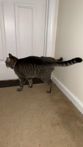 😎 #catsmoves 