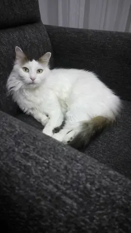 #fyp#kedi#kedicik#kedivideoları#keşfetbeniöneçıkar 