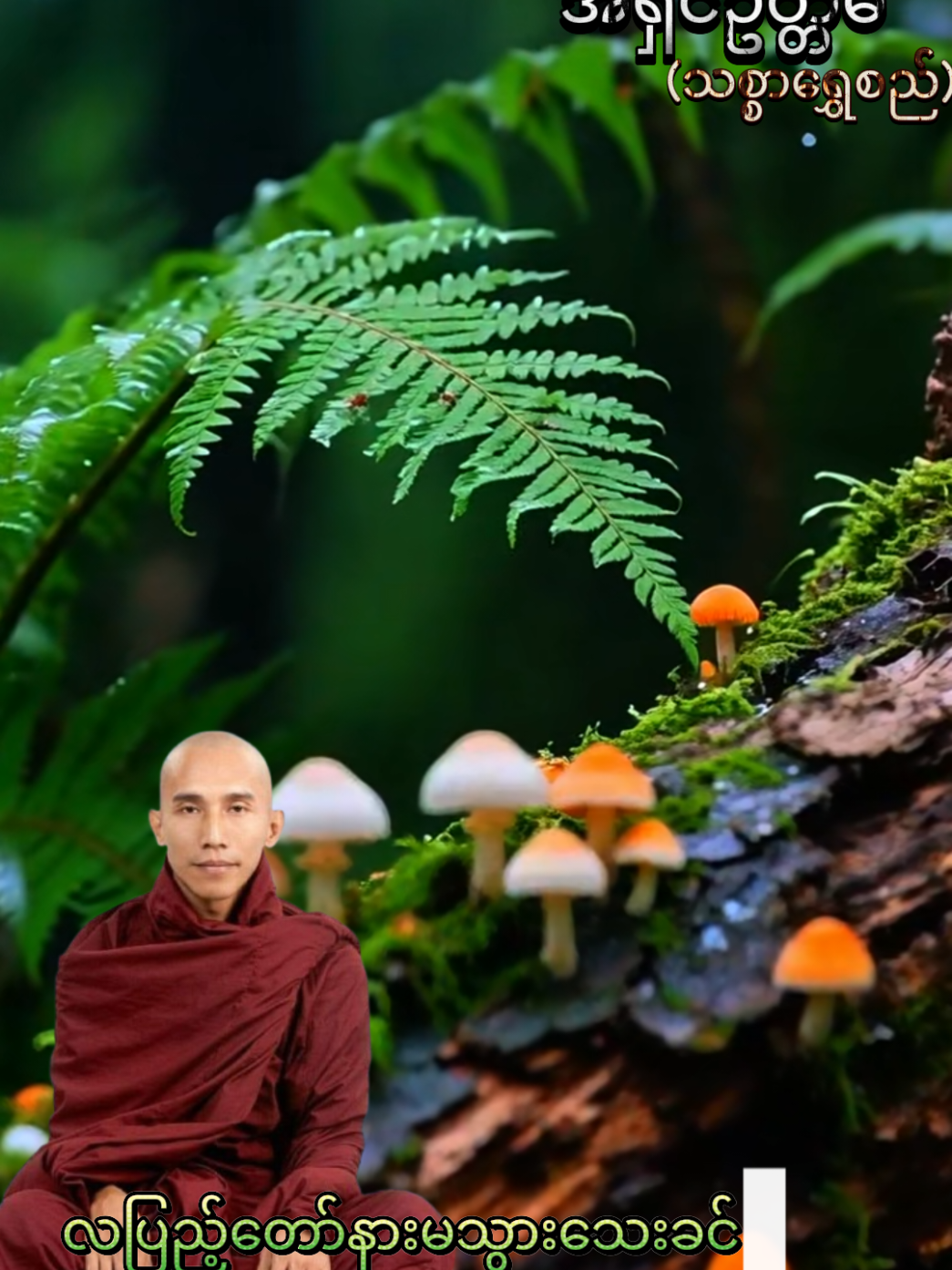 #fyp #သစ္စာရွှေစည်ဆရာတော်အရှင်ဥတ္တမ၏တရားတော် #ဗုဒ္ဓံသရဏံဂစ္ဆာမိပါဘုရား #ဗုဒ္ဓဘာသာအမွေထွန်းလင်းနိုင်ပါစေ🙏🙏🙏 #thansoetzi 