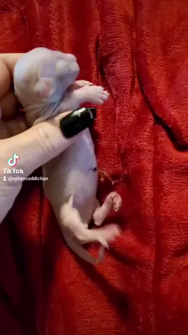 #baby #sphynxaddiction #Love #loveyou #catsoftiktok 