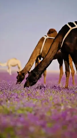 #الشعب_الصيني_ماله_حل😂😂 #ترندات_تيك_توك#مالي_خلق_احط_هاشتاقات🧢 #اكسبلورexplore #السعودية🇸🇦 