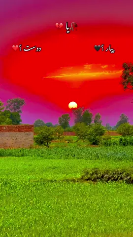 #میرا_سہنا_پنڈ_بیدیاں_ظلع_قصور🍂🍁🌾🌺 #afzaalmayo398 #pindawale #foryoupage #trending 