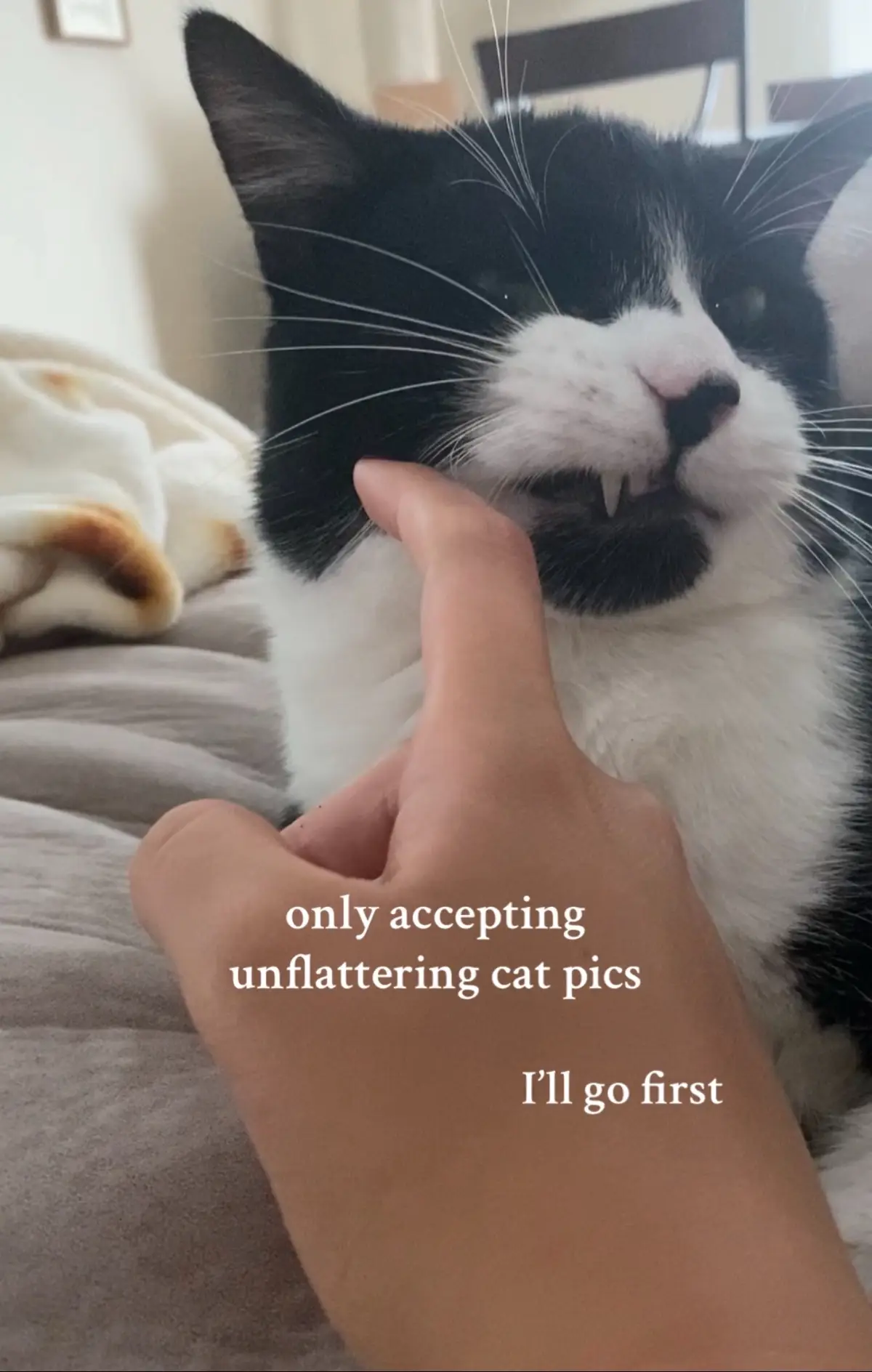 had to do one for the boy  #fyp #catsoftiktok #trending 