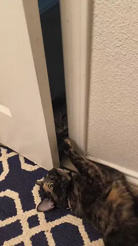 These 2 doin the most 😂  #myfurbabies #gottalovethem #PetsOfTikTok #massfollowing🔥🔥 