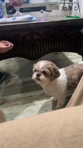 #joinwithus #PetsOfTikTok #dogs #puppiesoftiktok #foryoupage  