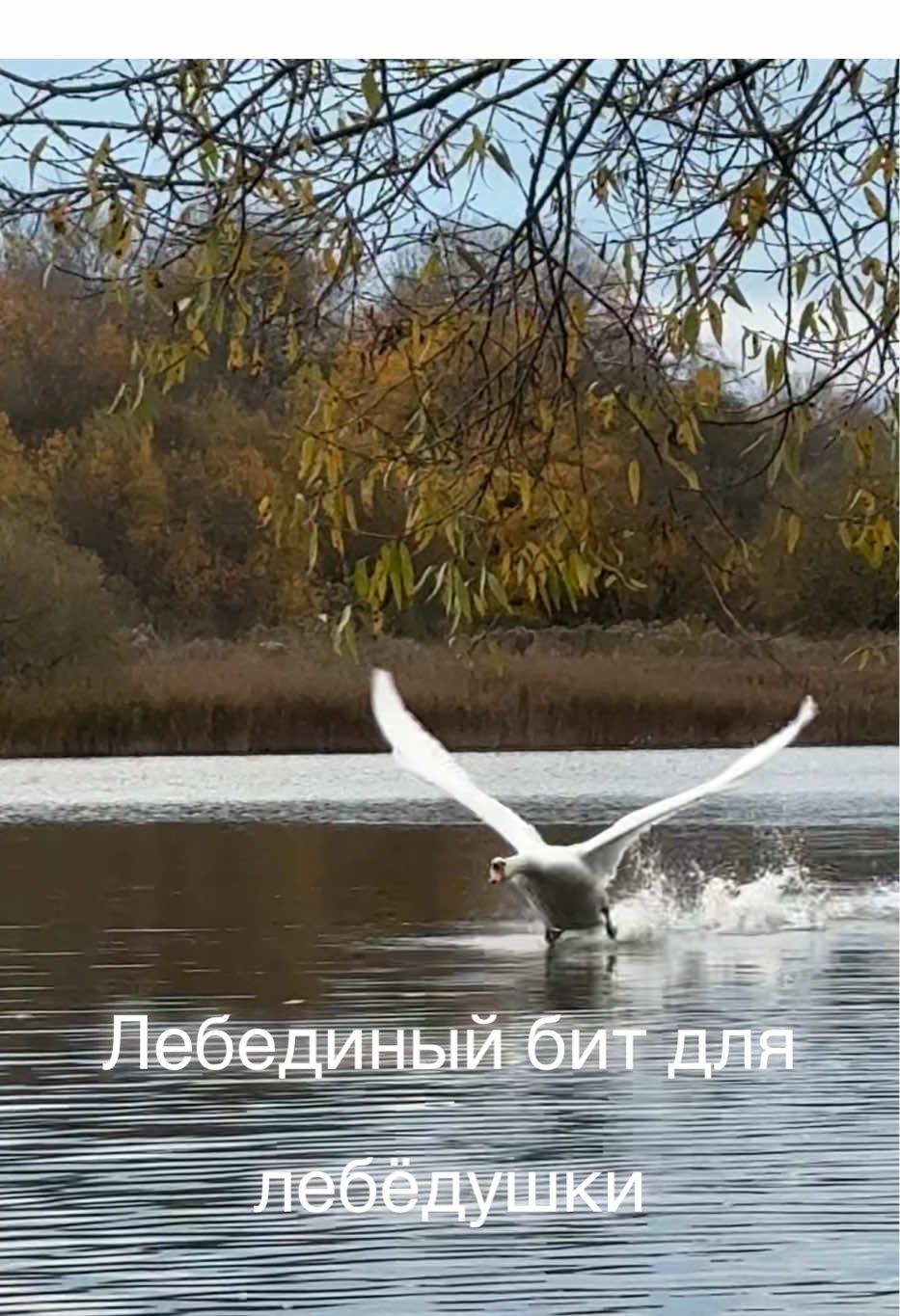 Лебединый бит от Алеся для своей лебёдушки Алеси сегодня утром.  #swan #лебедь #милоевидео #бит #autumn🍁 