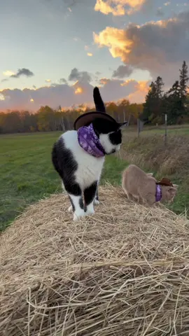 Meowdy purrtners. Monty’s first hay bale jump 🧐  If you’re a fan of Jack Spicer’s kitty cat cowboy content please consider being a real cowpoke and subscribing to his Patreon linked in bio 😊 everything helps ❤️  #cat #cats #catsoftiktok #kittycat #cattok 
